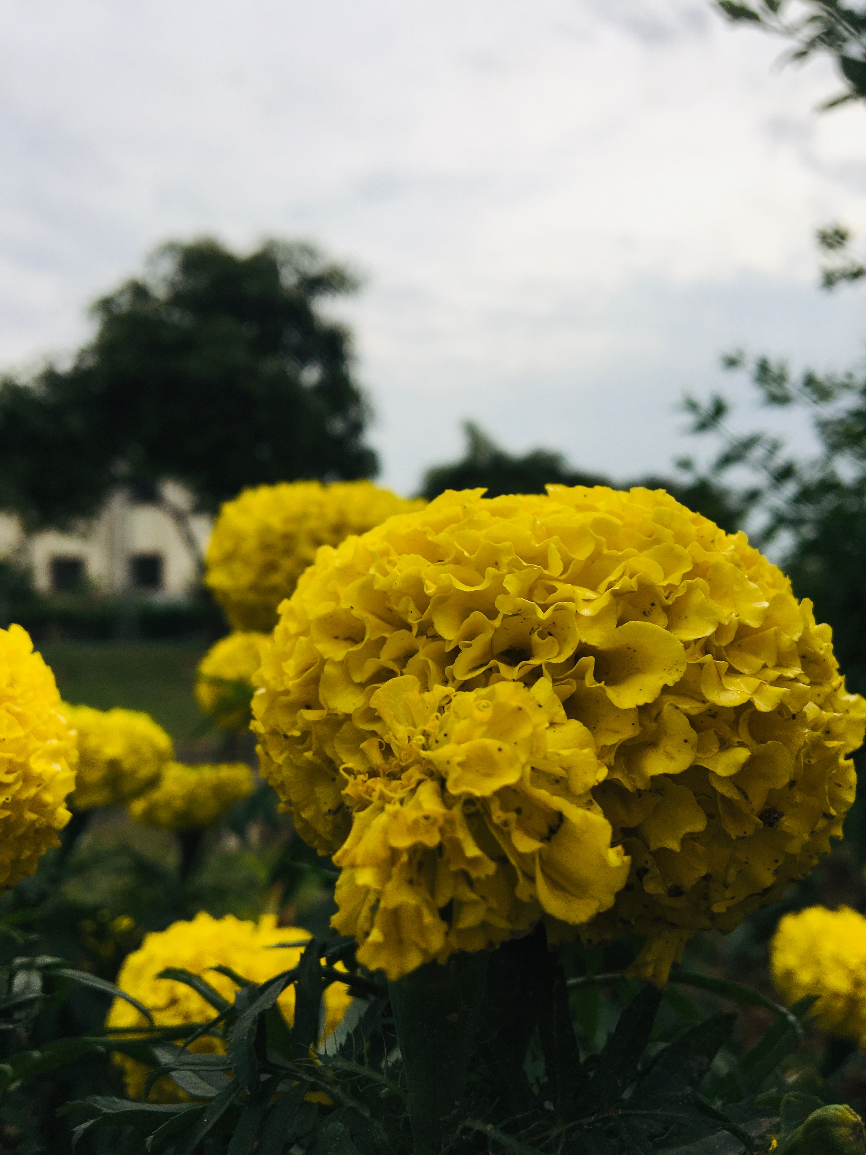 Chromatic Disruption