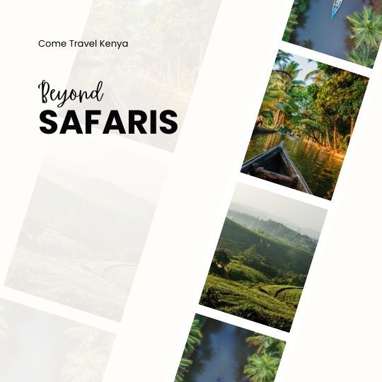 Beyond the Safari