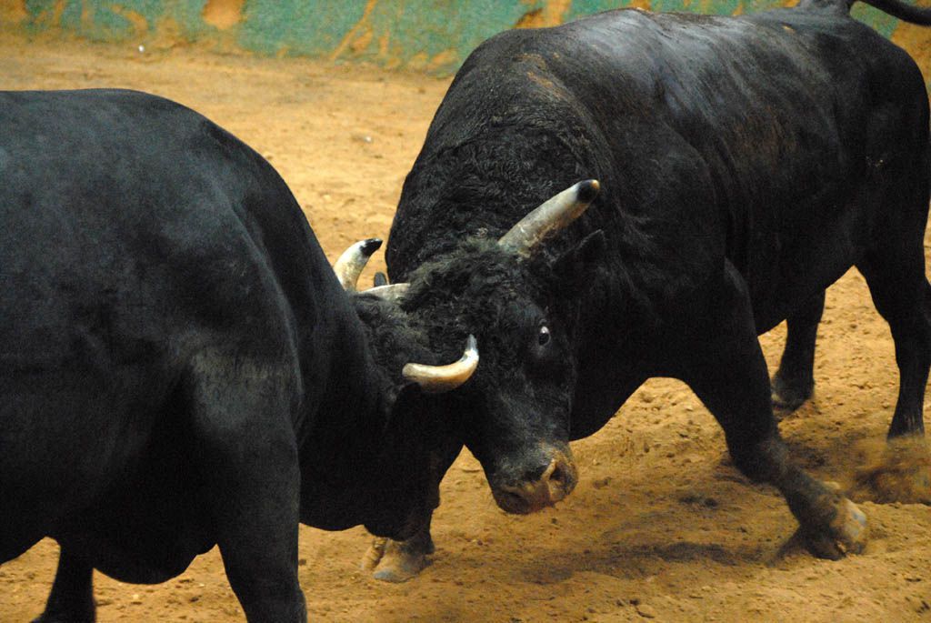 The Call Of Isukuti Drums On The Horns Of Bulls