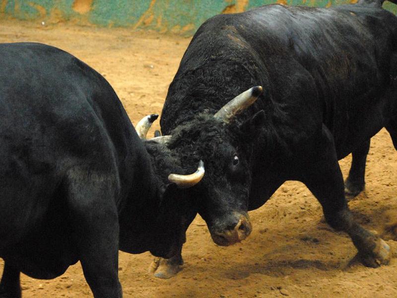 The Call Of Isukuti Drums On The Horns Of Bulls