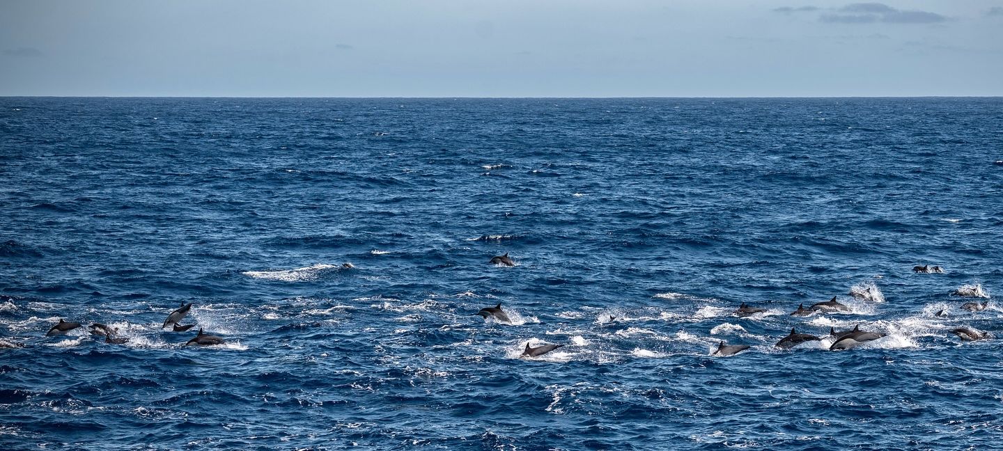 Dolphins. Photo: Malin Kvamme