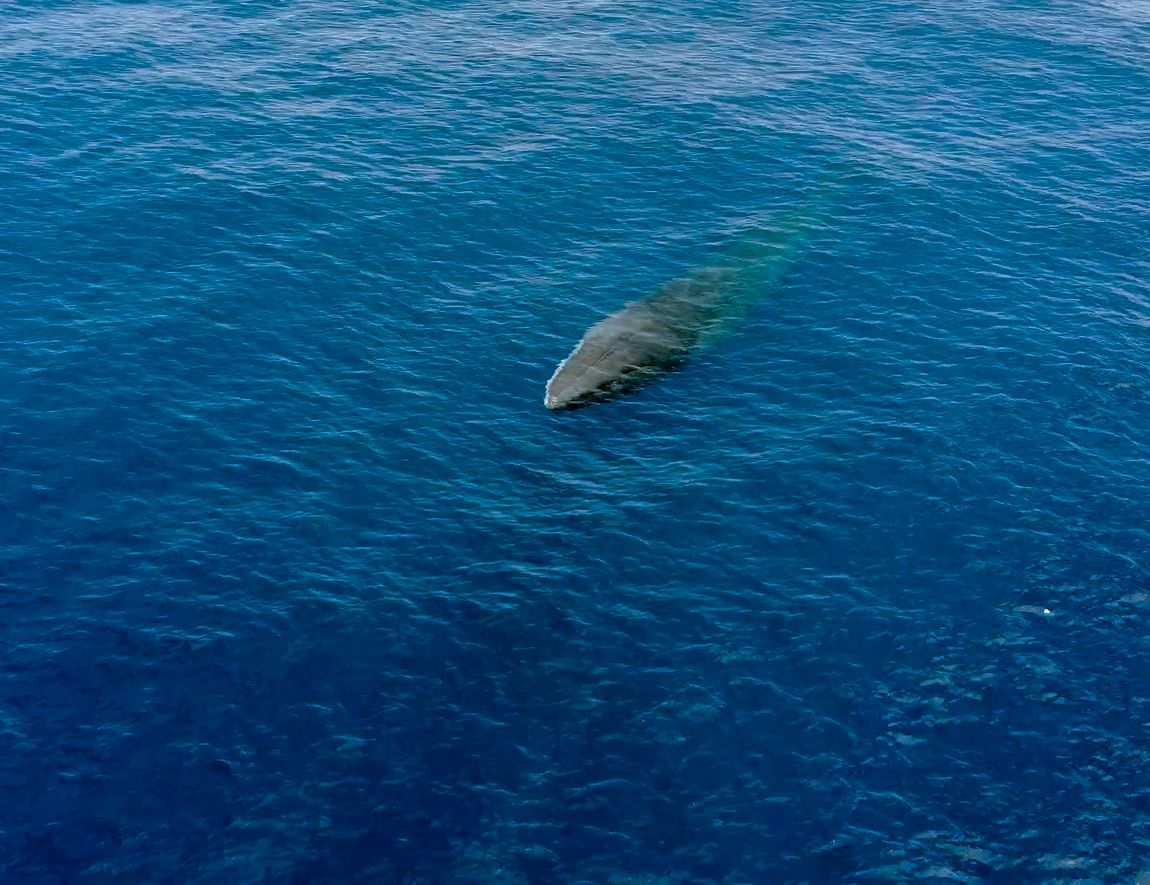 The tail fluke stays in the water all the time. Photo: Matteo Baratella