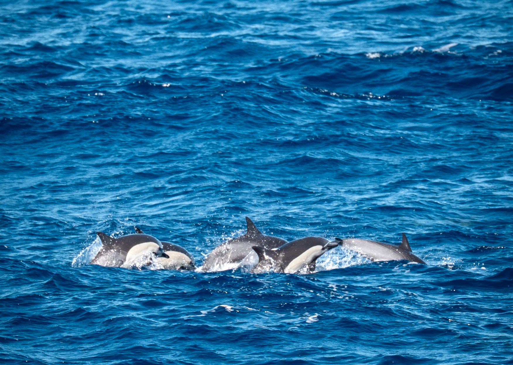 Pod of common dolphins observed September 30 off the coast of Mexico. Photo: Malin Kvamme 