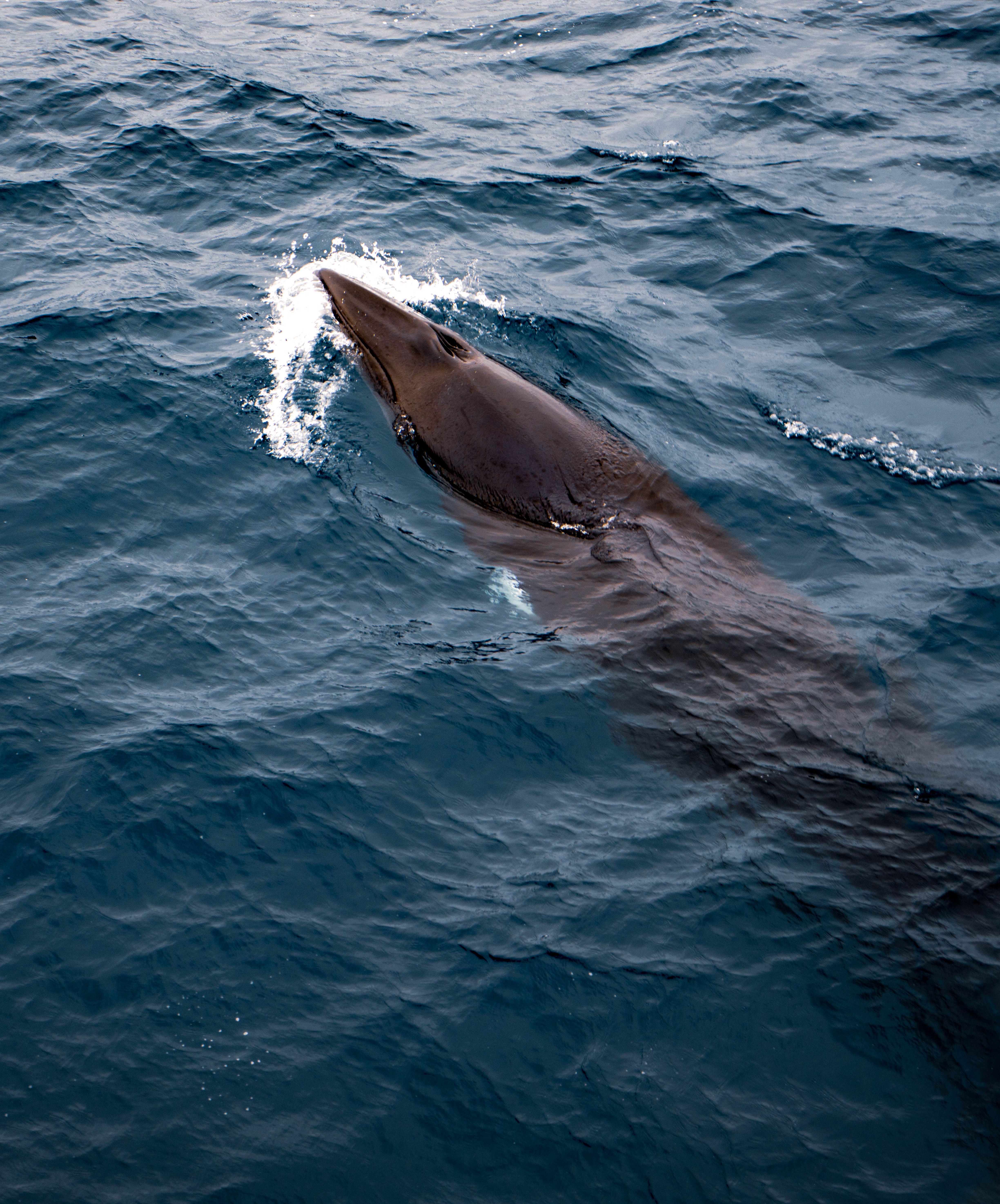  Minke whale observed May 2 2025. Photo: Matteo Baratella
