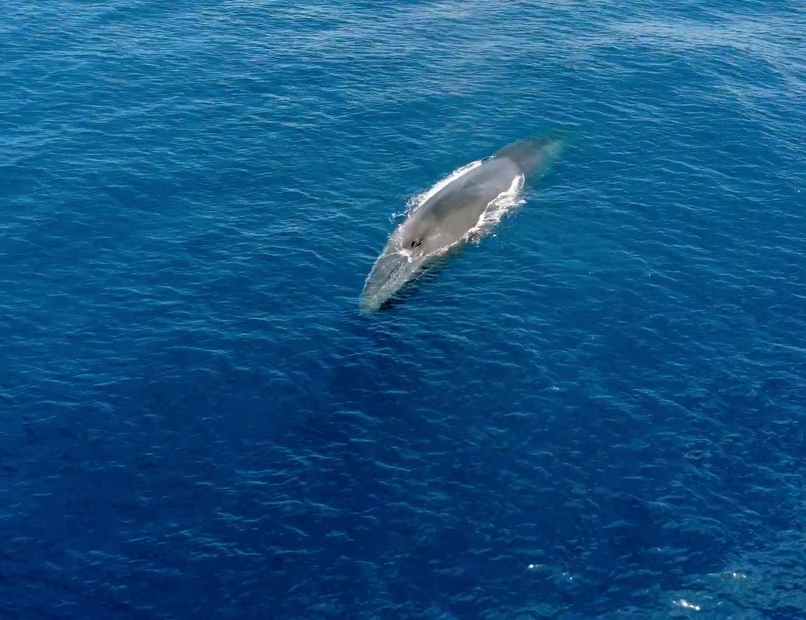 The tail fluke stays in the water all the time. Photo: Matteo Baratella