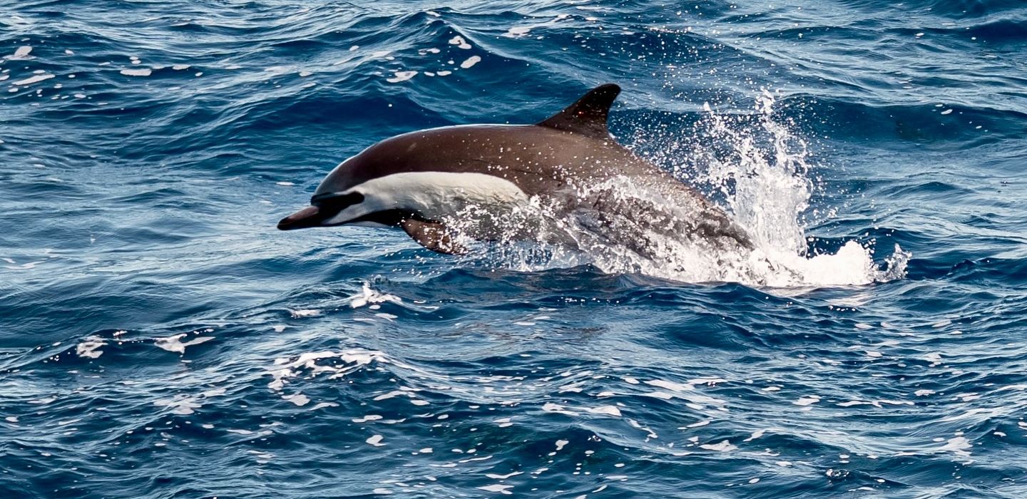 Dolphins. Photo: Malin Kvamme
