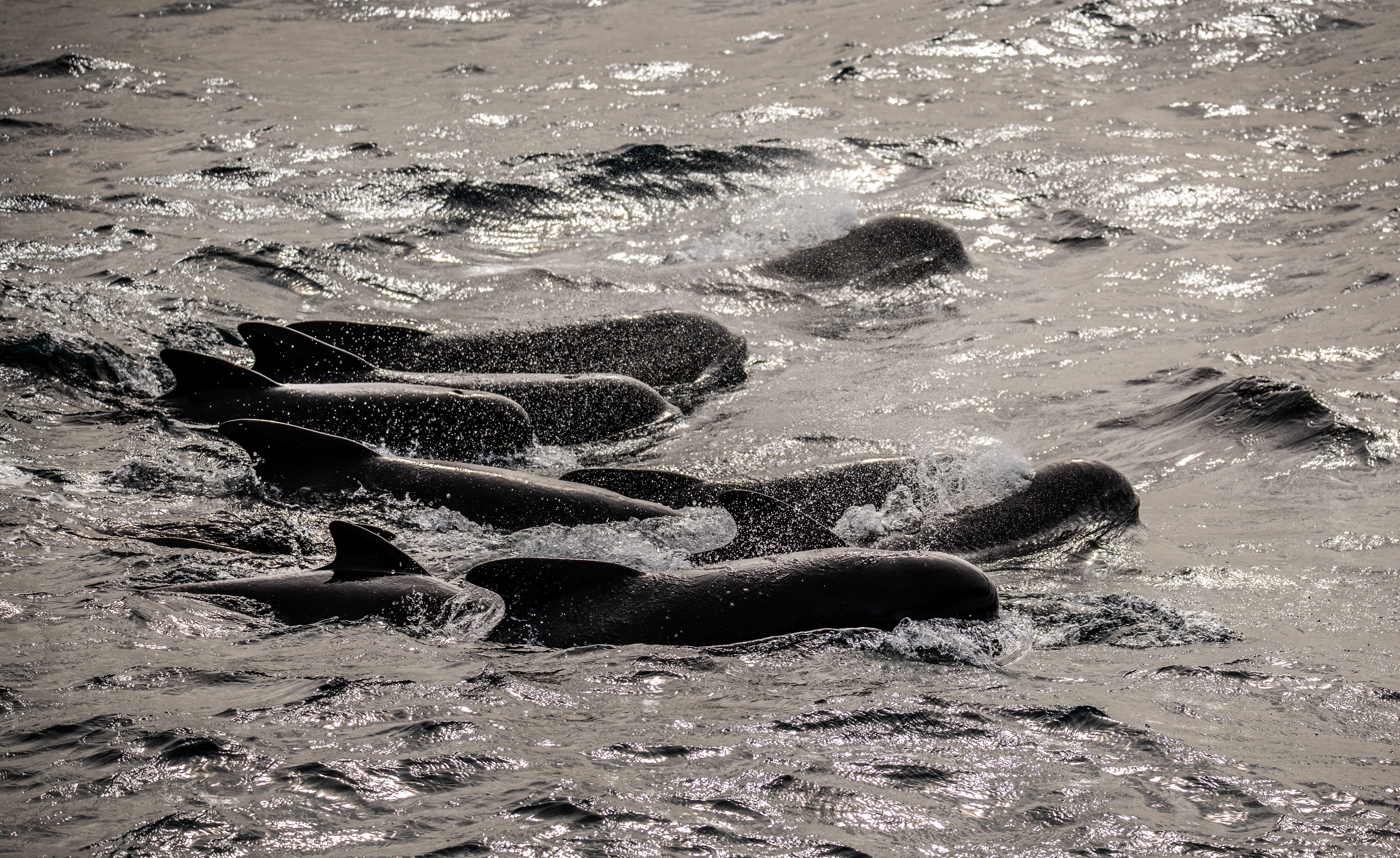 Pod of pilot whales observed July 18, 2025. Photo: Malin Kvamme