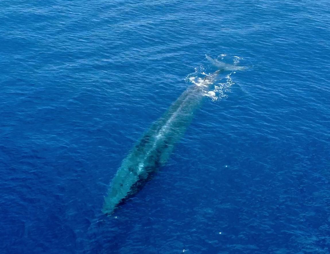 The tail fluke stays in the water all the time. Photo: Matteo Baratella