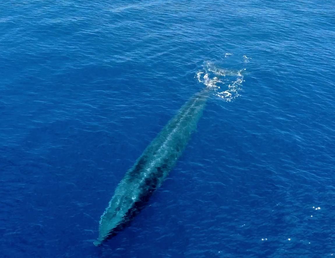 The tail fluke stays in the water all the time. Photo: Matteo Baratella