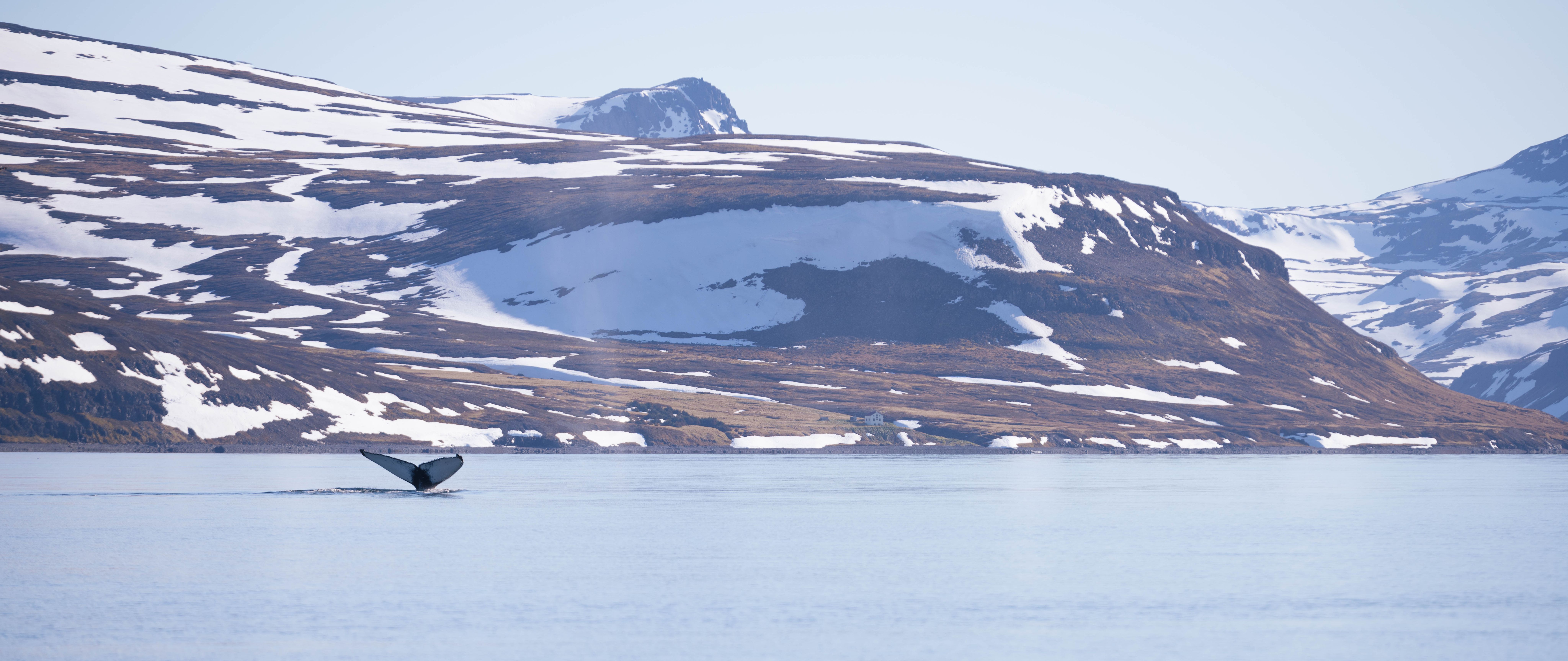 Humpback whale observed May 3, 2025 in Jökulfirðir fjord in Iceland. Photo: Matteo Baratella 