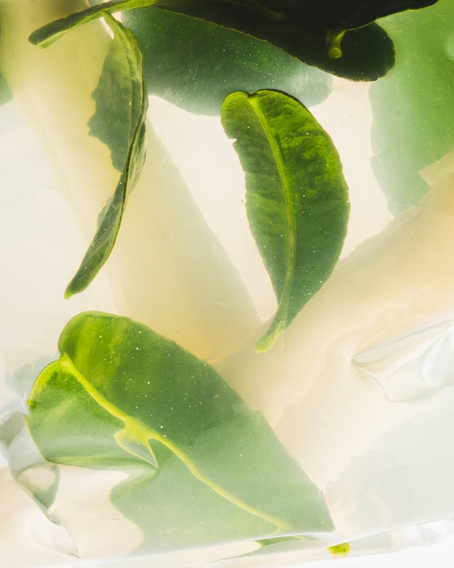 24. COCTELES 20263111