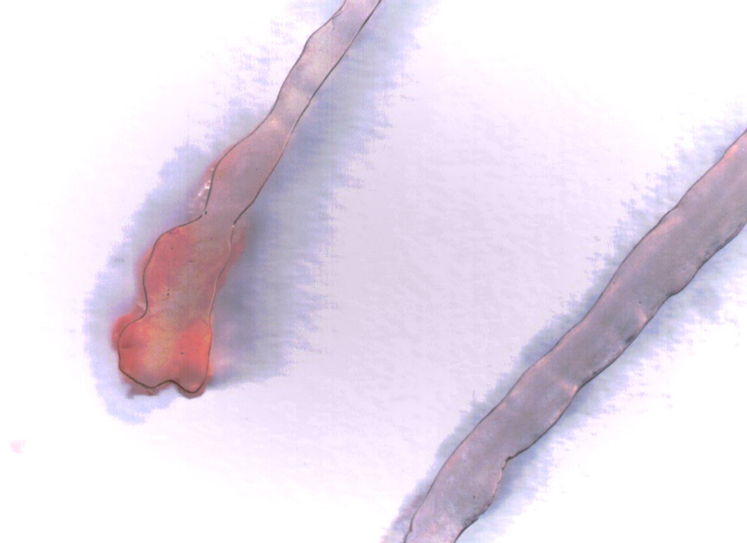 Escáner_20260304 (8)