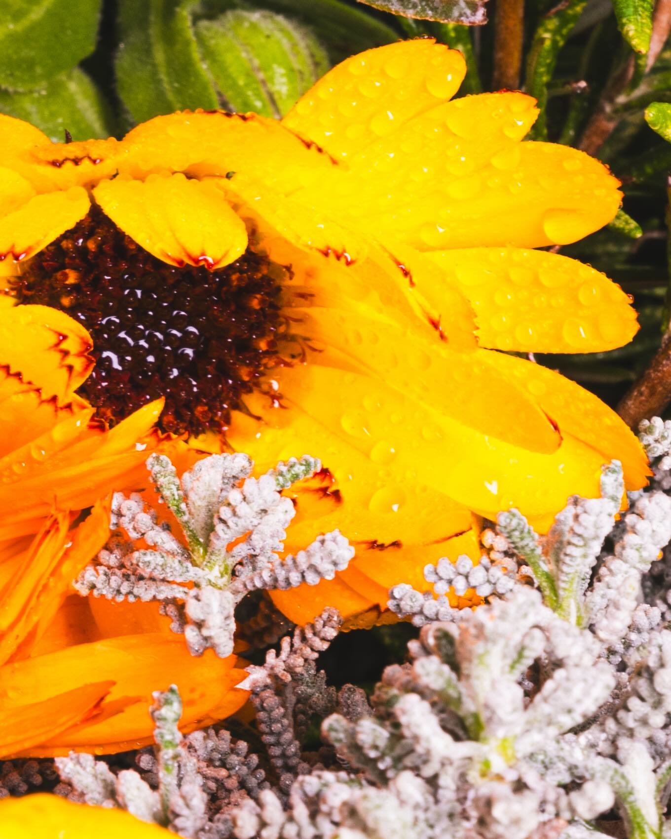 32. COCTELES 20263111