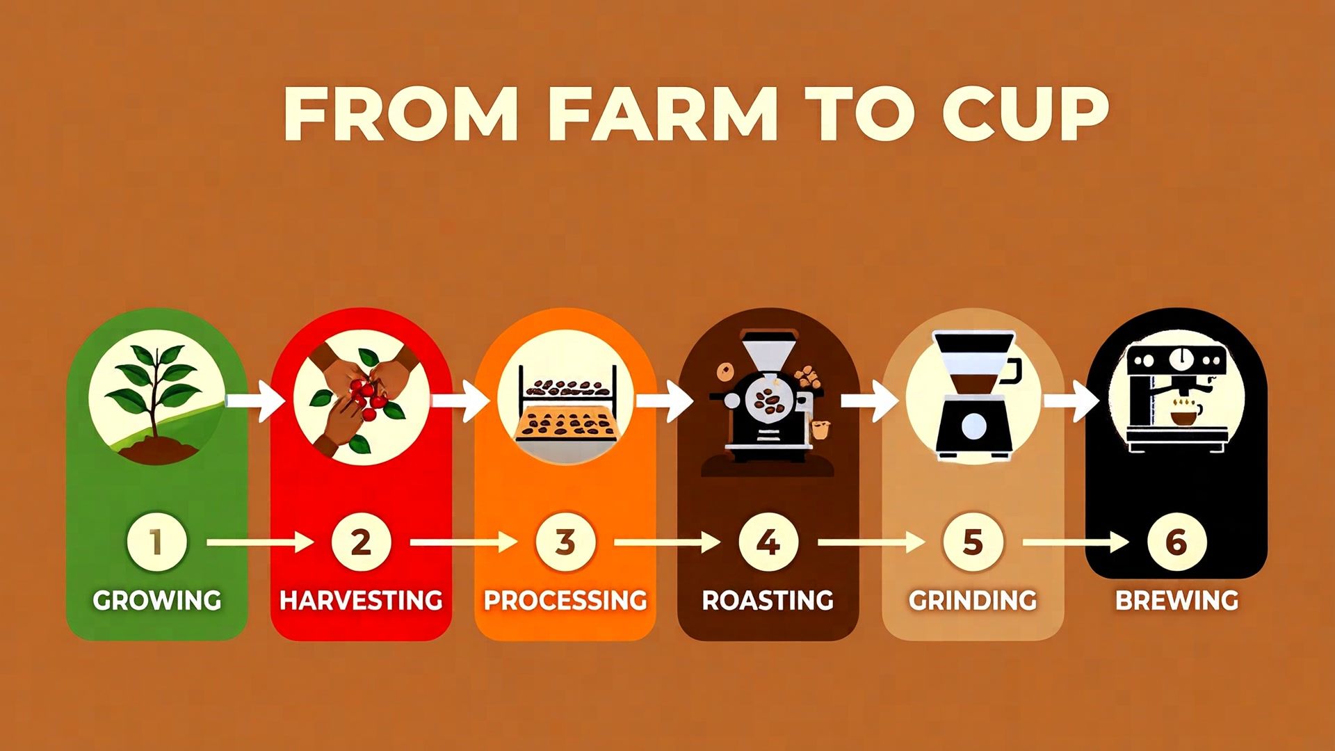 Coffee process infographic template from the imageat AI Infographic Generator