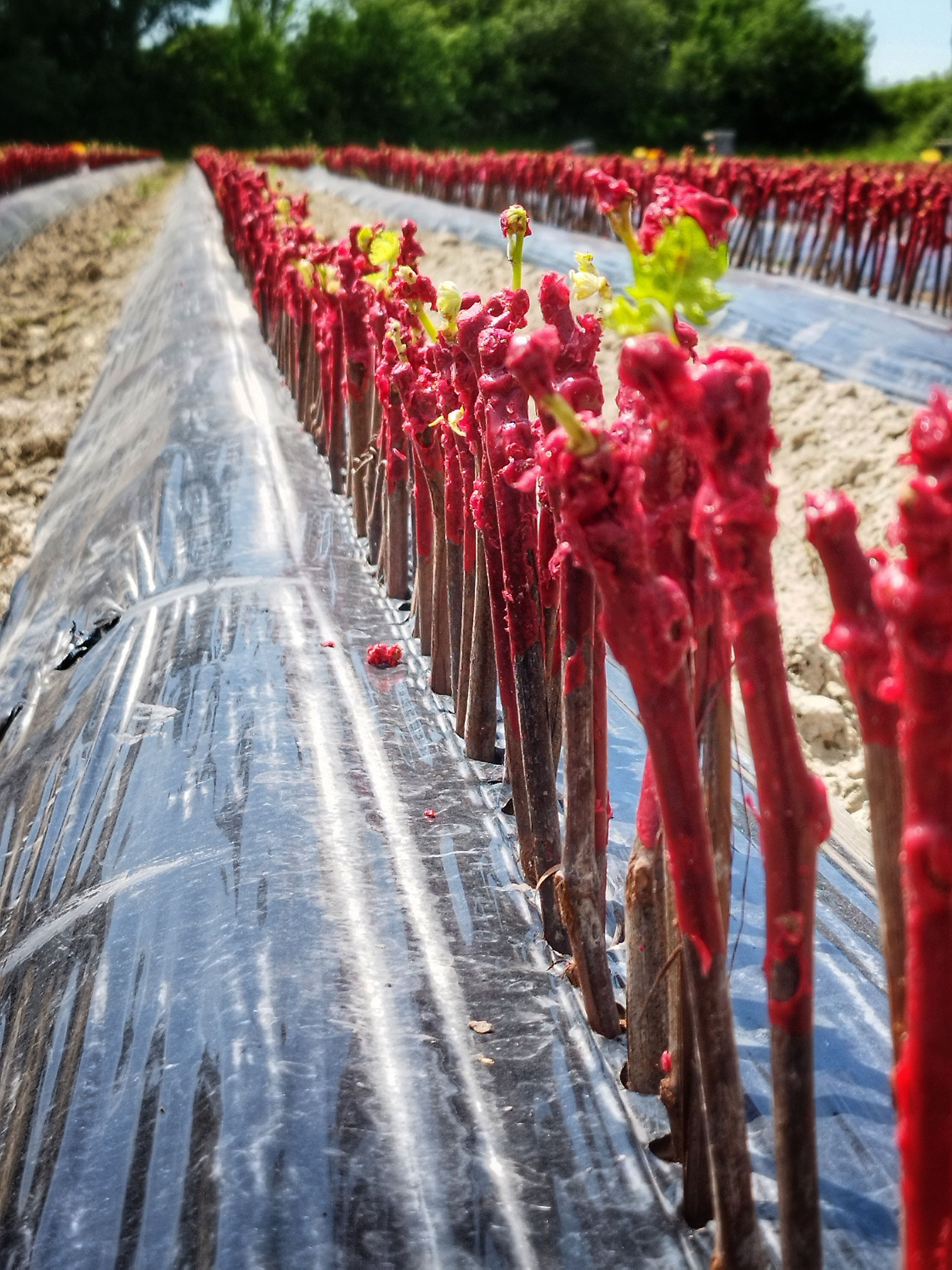 plant de vigne certifiée