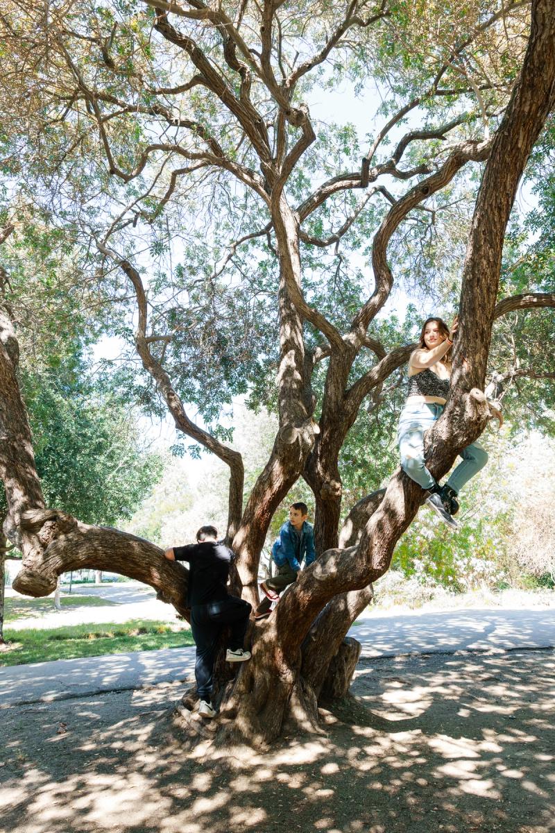 Three people climb a large, gnarled tree with winding branches.