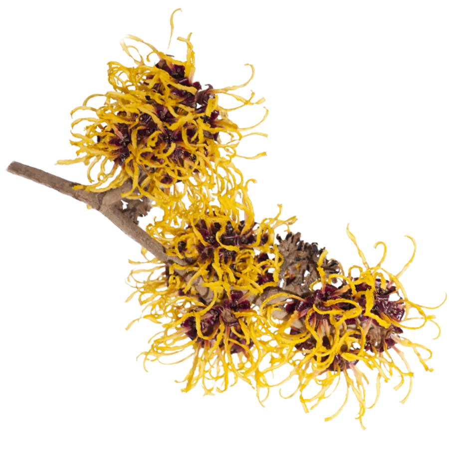 Witch Hazel — PROVEN ingredient