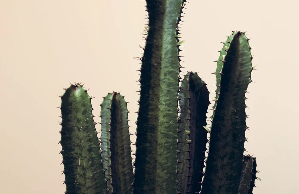 Dry Skin Causes, Symptoms, and How to Fix them Fast — PROVEN personalized skincare