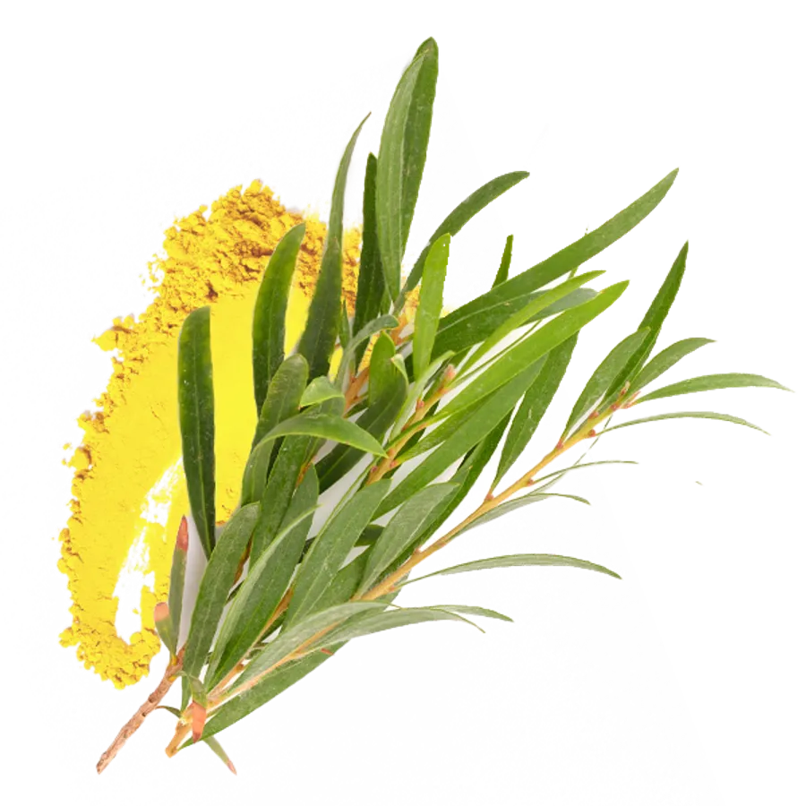 Tea Tree Oil — PROVEN ingredient