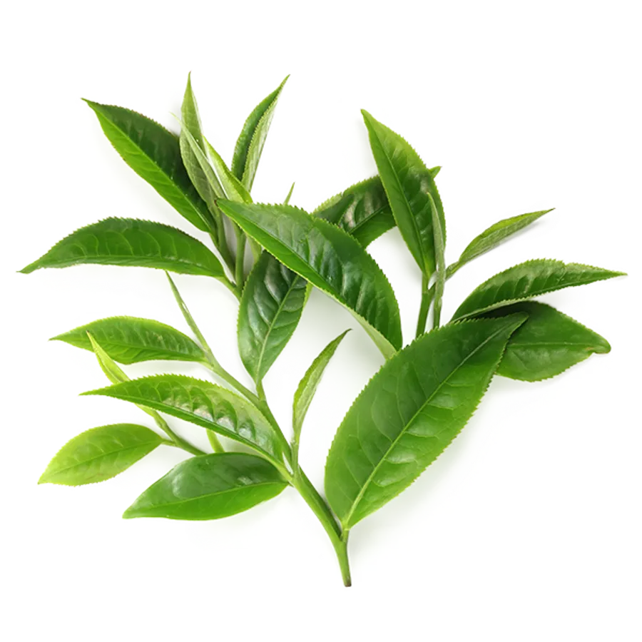 Antioxidants — PROVEN ingredient