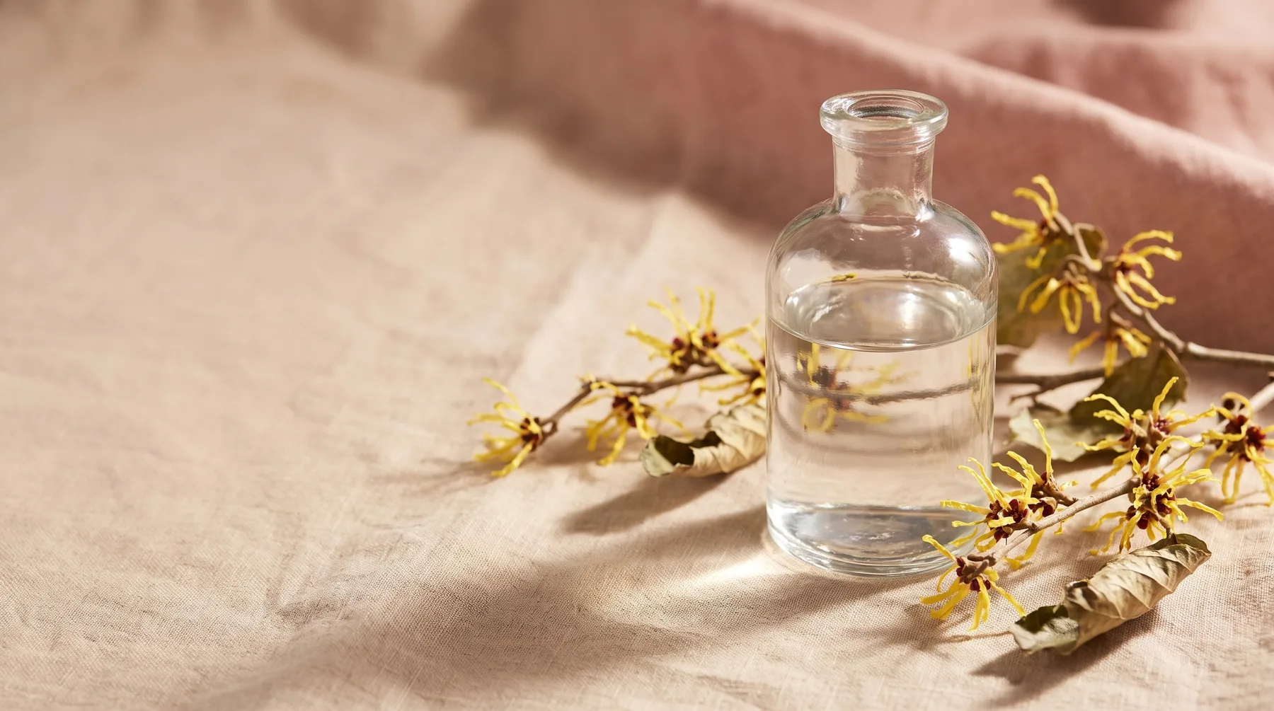 Witch hazel — a vessel of clear witch-hazel astringent beside witch-hazel branches on warm linen
