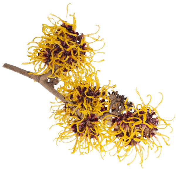 Witch Hazel