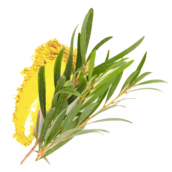 Tea Tree Oil