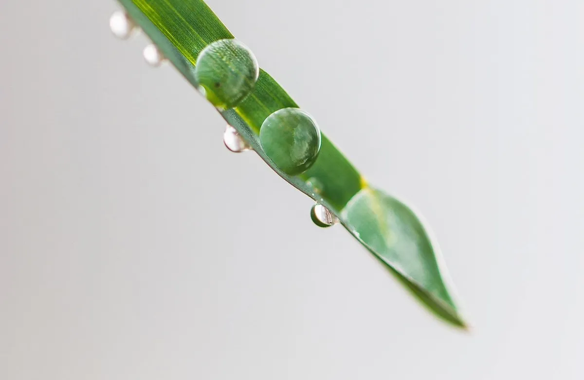 Parabens - Everything You Need to Know