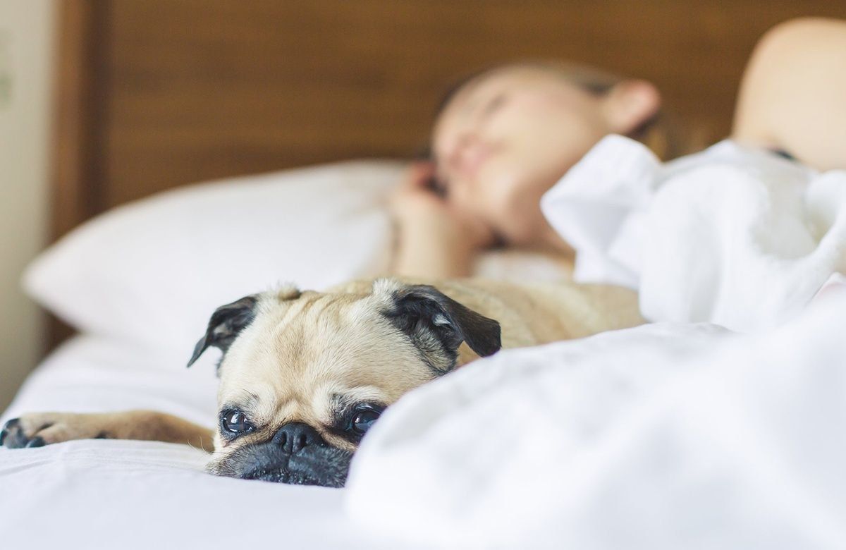 Image of The Best Ingredients for Fighting Wrinkles While You Sleep