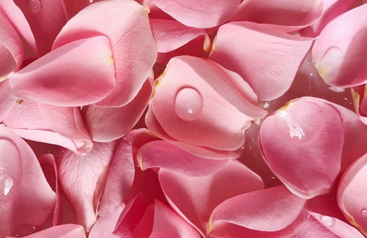 Image of The Major Skincare Benefits of Roses and Rose Oils
