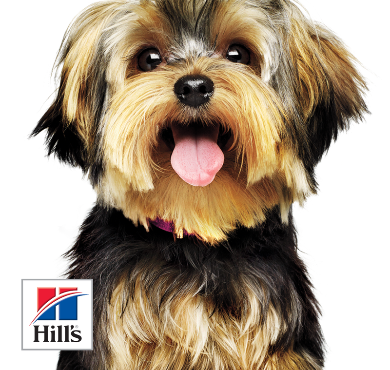 picture of a yorkie with tongue out on white with a hills logo in the corner  - beardwood