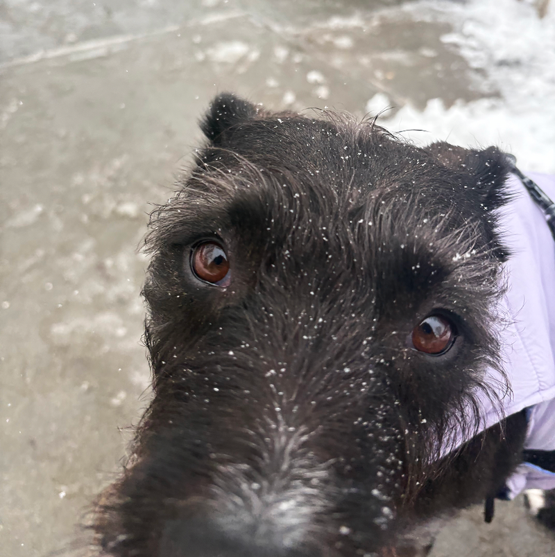 Buffy, Olivia's dog on snowy new york city street - Beardwood