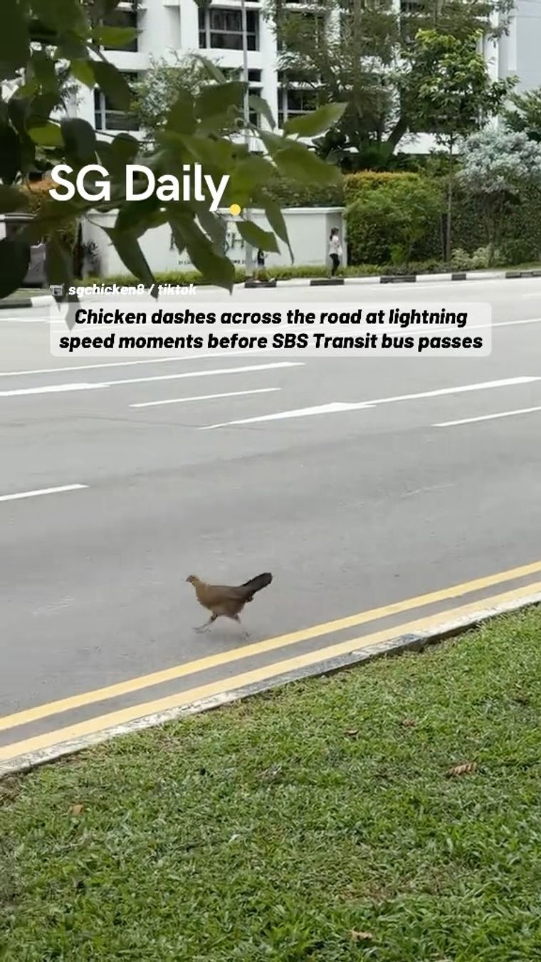 Chicken dashes across the road at lightning speed moments before SBS Transit bus passes