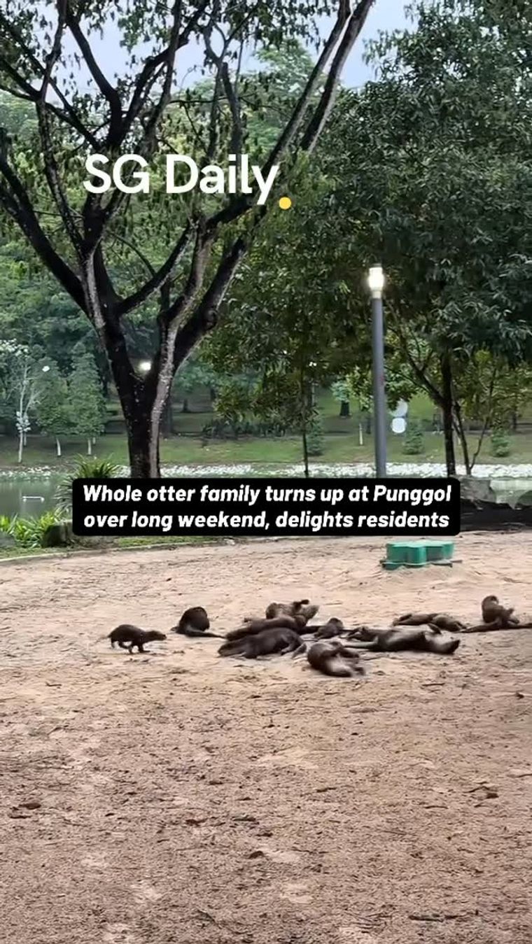 Whole otter family turns up at Punggol over long weekend