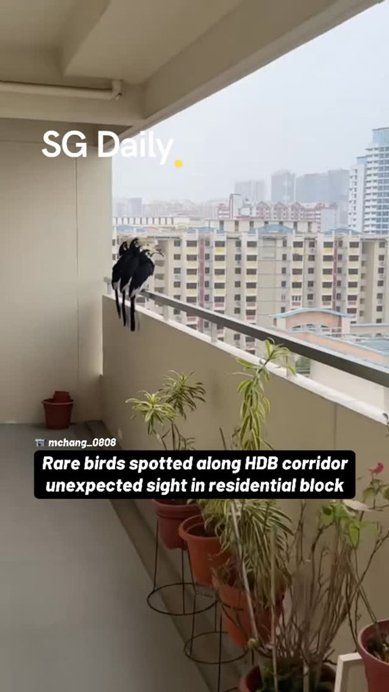 Rare birds spotted along HDB corridor