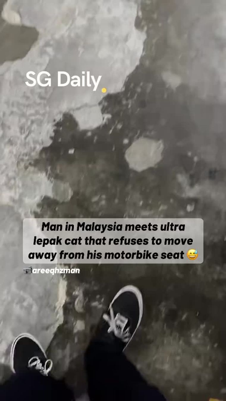 Man in Malaysia Meets Ultra-Lepak Cat That Refuses to Move Away From His Motorbike Seat
