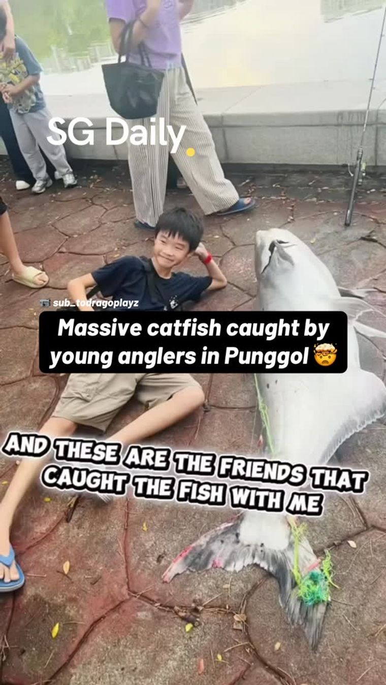 Massive catfish caught by young anglers in Punggol