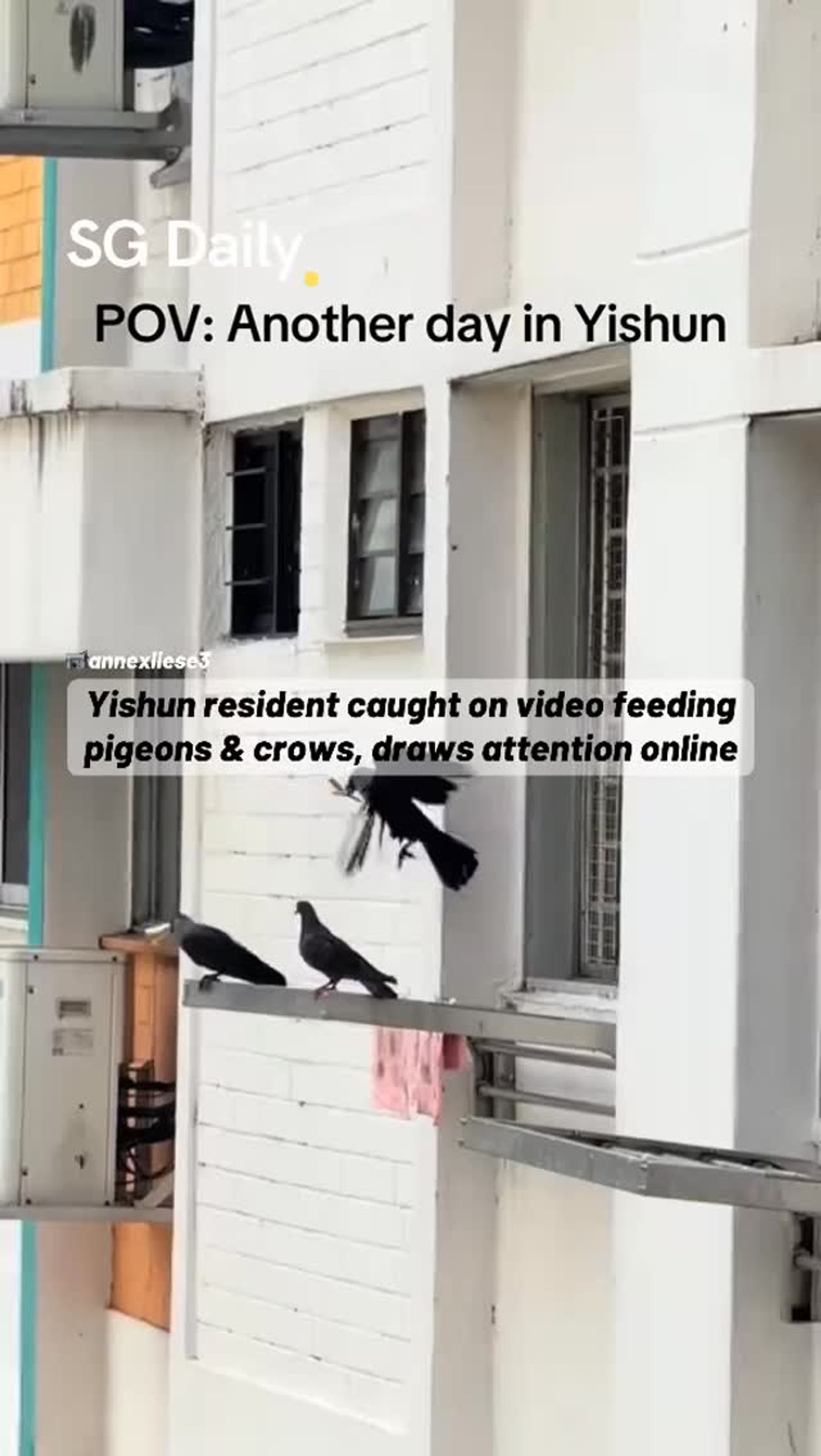 Yishun resident caught on video feeding pigeons and crows