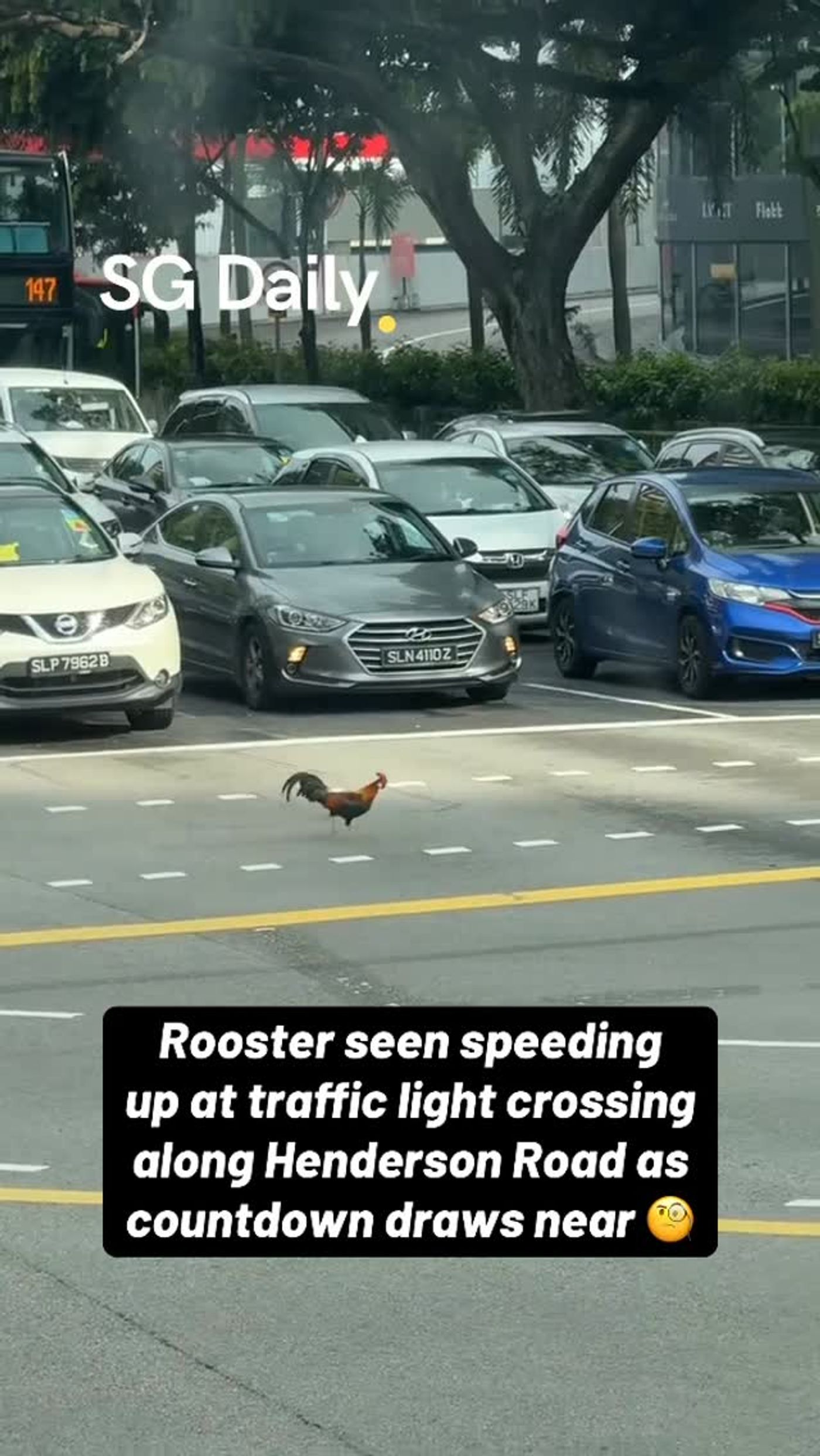 Rooster races across Henderson Road as traffic light countdown runs down
