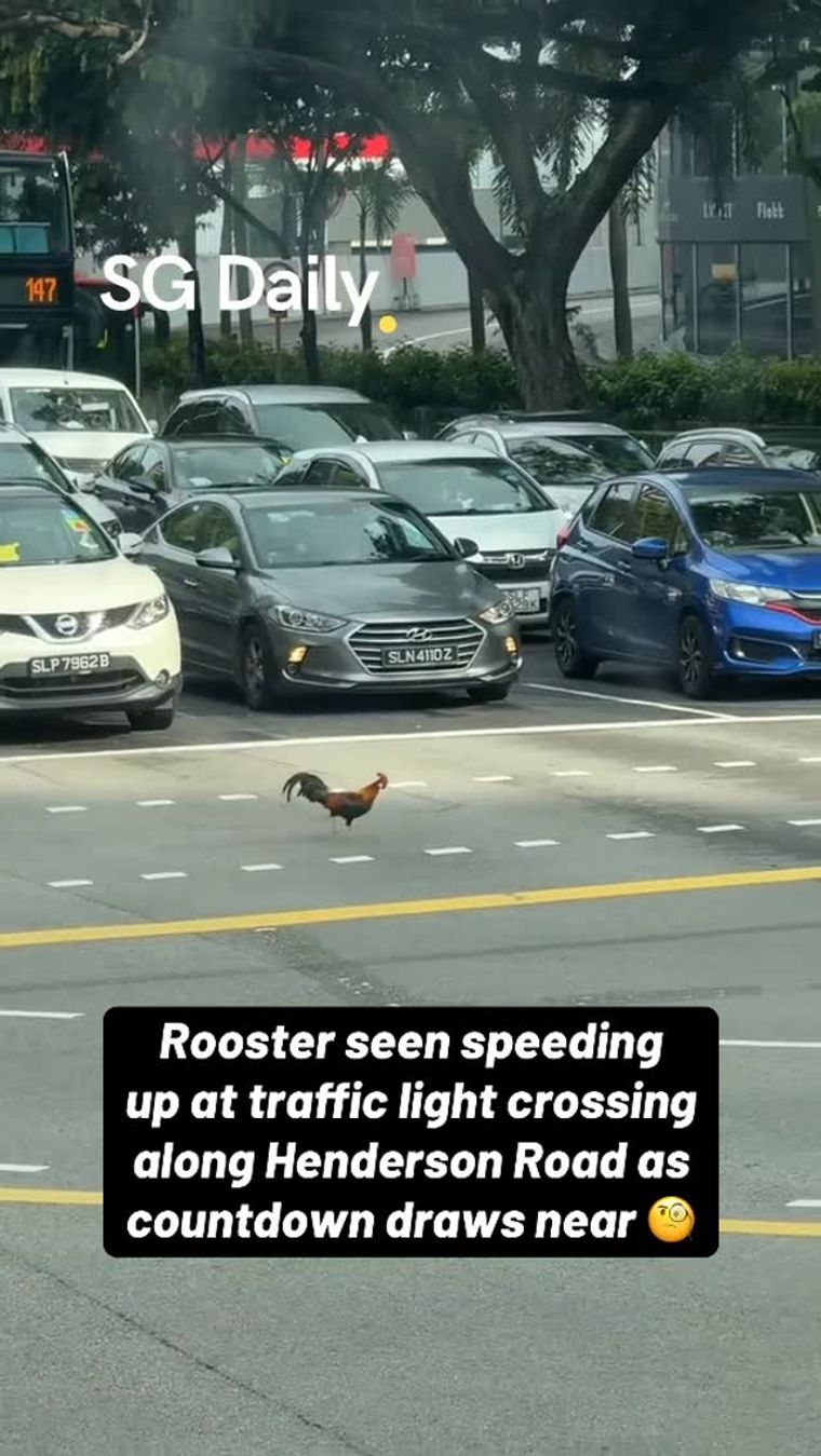Rooster races across Henderson Road as traffic light countdown runs down