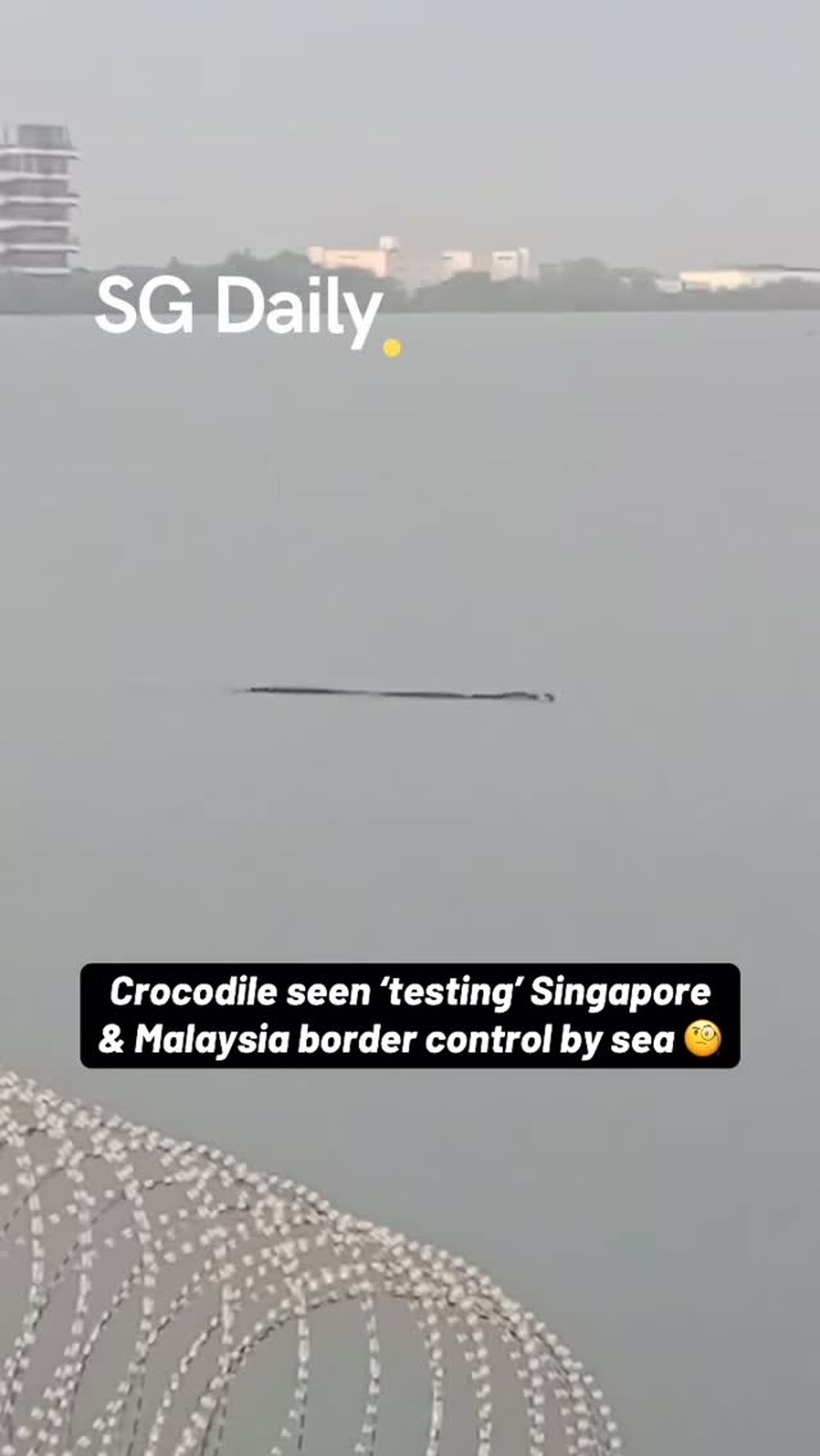 Crocodile seen swimming near Singapore-Malaysia maritime border