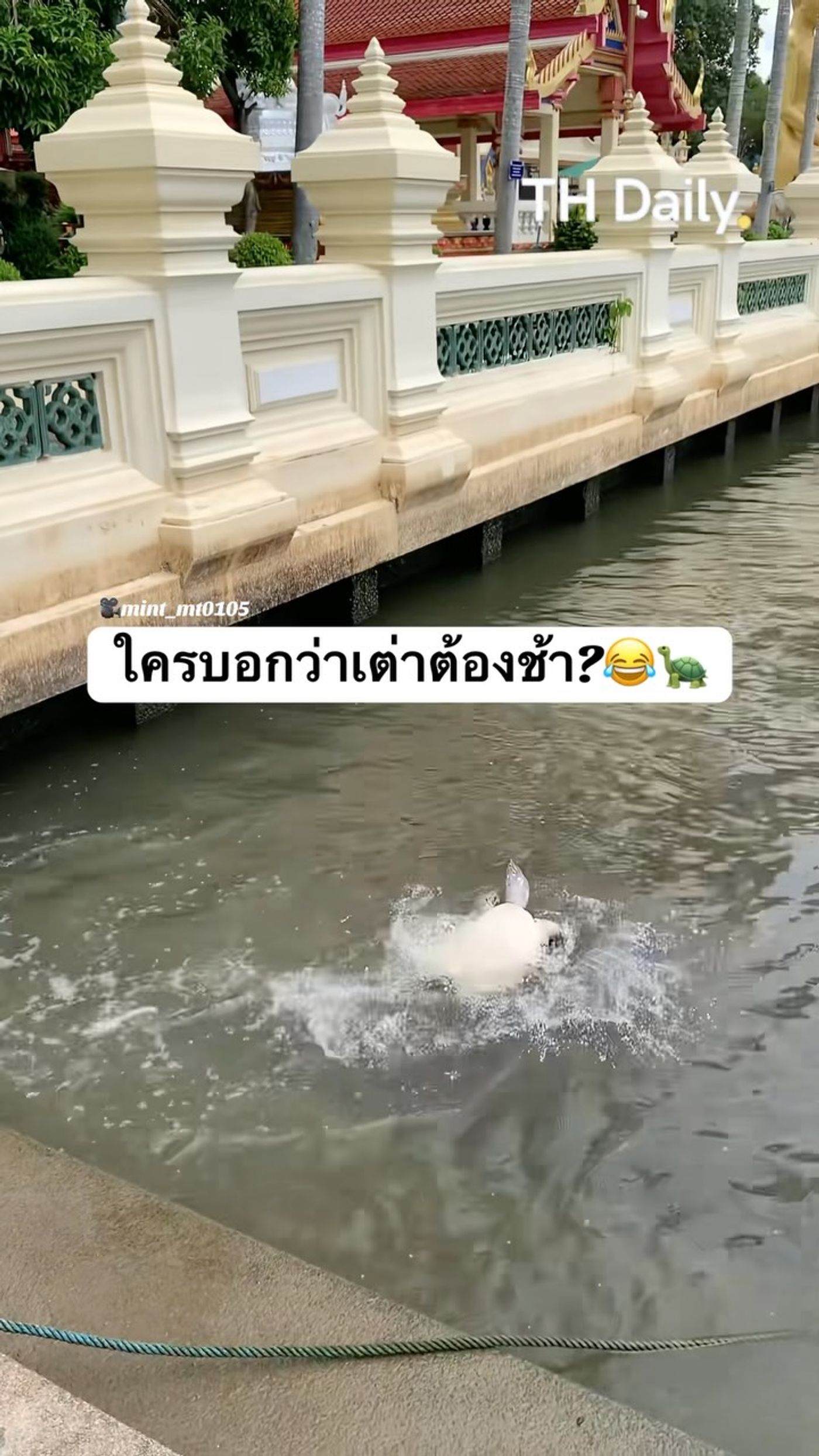 Turtle filmed splashing through water beside a walkway