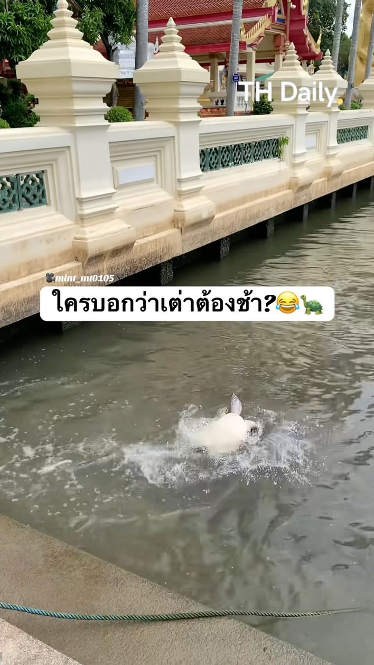 Turtle filmed splashing through water beside a walkway