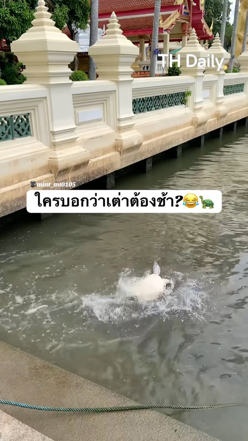 Turtle filmed splashing through water beside a walkway