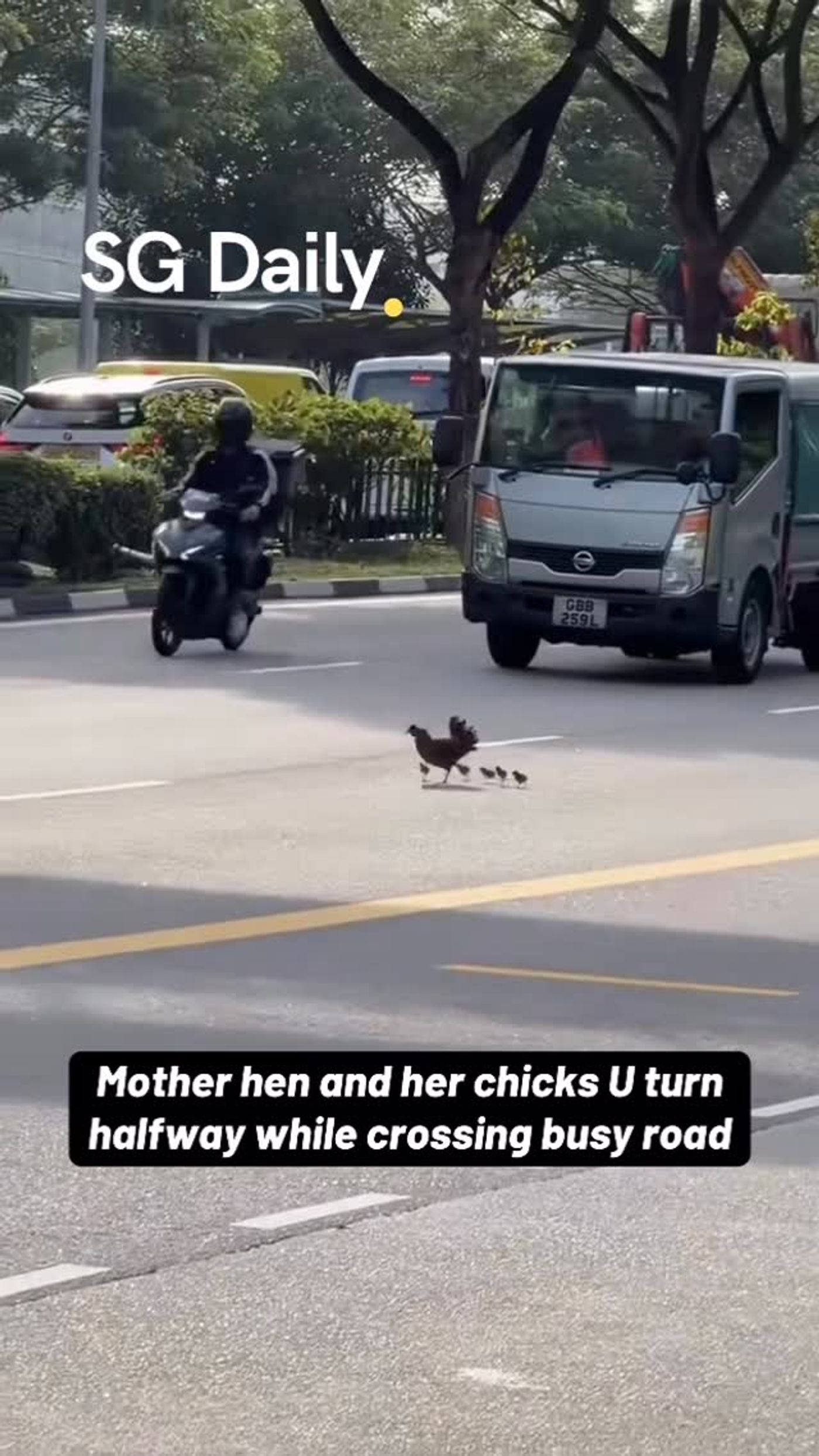 Mother hen and her chicks U-turn halfway while crossing a busy road