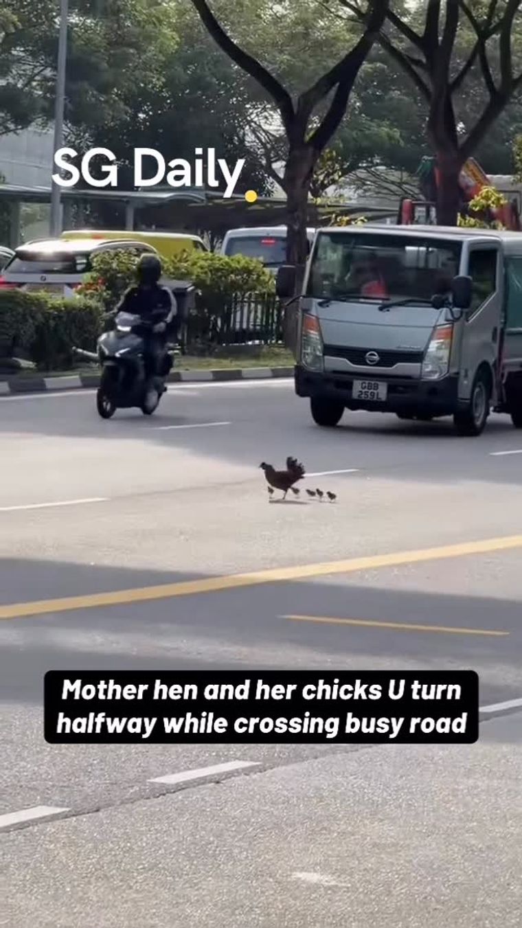 Mother hen and her chicks U-turn halfway while crossing a busy road
