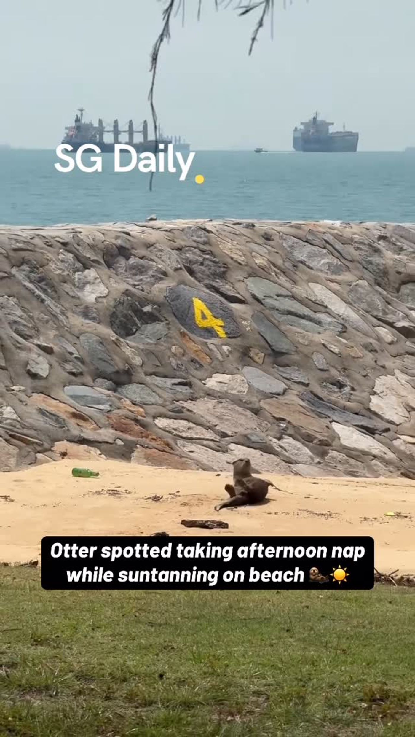 Otter spotted taking afternoon nap while suntanning on beach