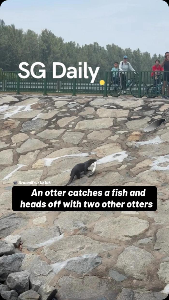 An otter catches a fish and heads off with two other otters