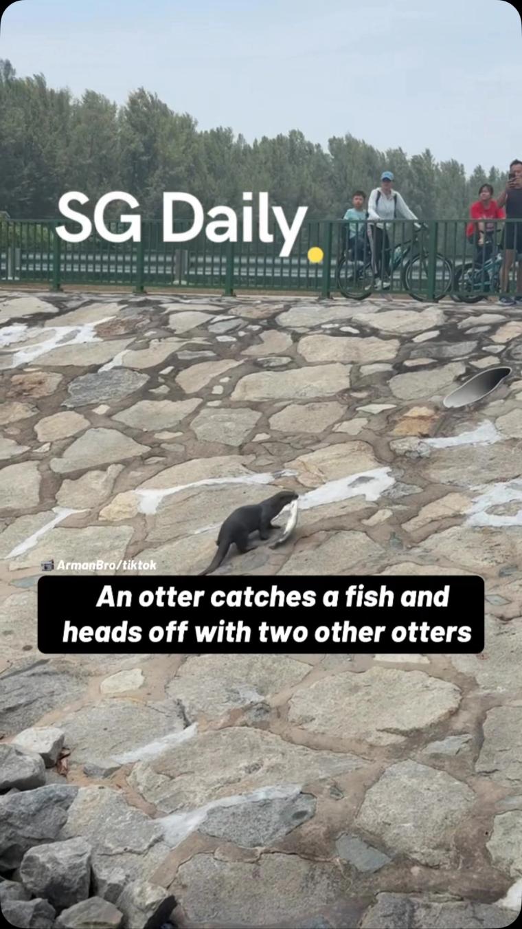An otter catches a fish and heads off with two other otters
