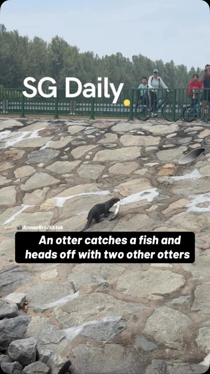 An otter catches a fish and heads off with two other otters